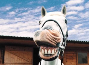 funny-horse_Wallpaper