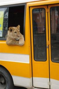Lion on bus to Omagh