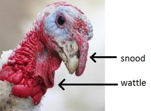 turkey-wattle-cp-0000046225