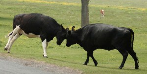 Bovine Slapping Session