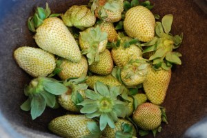 7159403222_163c72644c_z