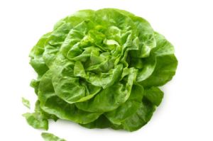 Butterhead lettuce isolated on white