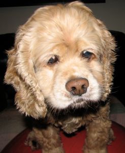 Edward the worried Cocker Spaniel