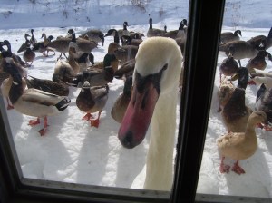 682507383_4dd5c0fd4c_b