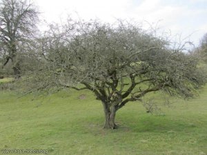 tara_fairy_tree_marta