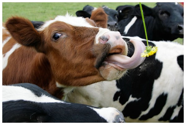 cow_lick_by_dampheta