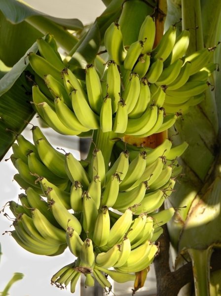 banana-bunchjpg-89a5215eb94330d8